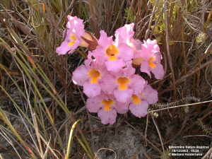 Harveya purpurea, Silvermine-west -2003